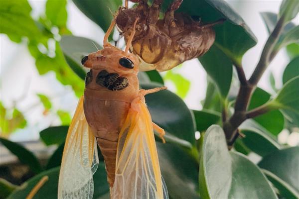 蝉脱壳所需时间，经过1小时左右便可完成