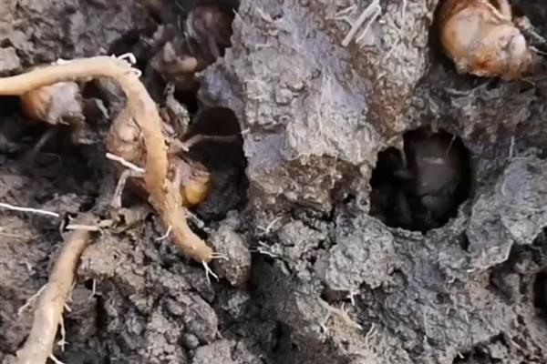 蝉脱壳所需时间，经过1小时左右便可完成