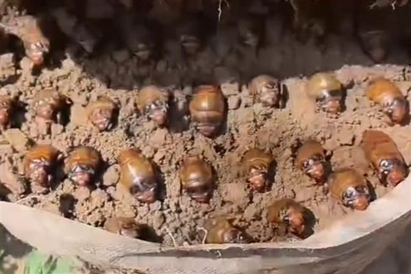 蝉脱壳所需时间，经过1小时左右便可完成