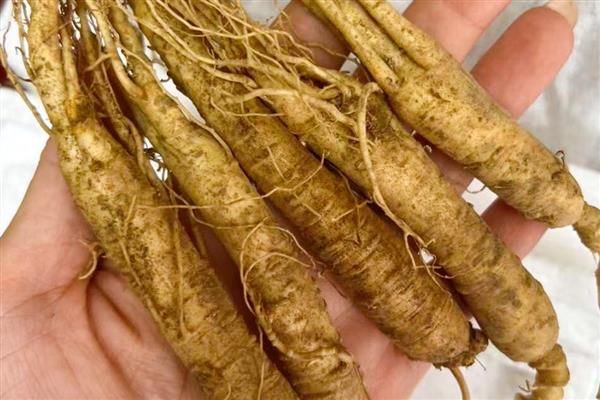 东北适合哪些药材，黄芪、人参、柴胡等品种值得选择