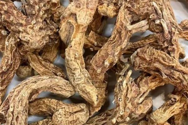 东北适合哪些药材，黄芪、人参、柴胡等品种值得选择