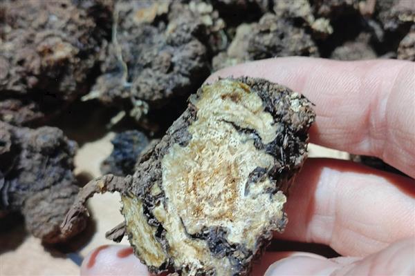 东北适合哪些药材，黄芪、人参、柴胡等品种值得选择