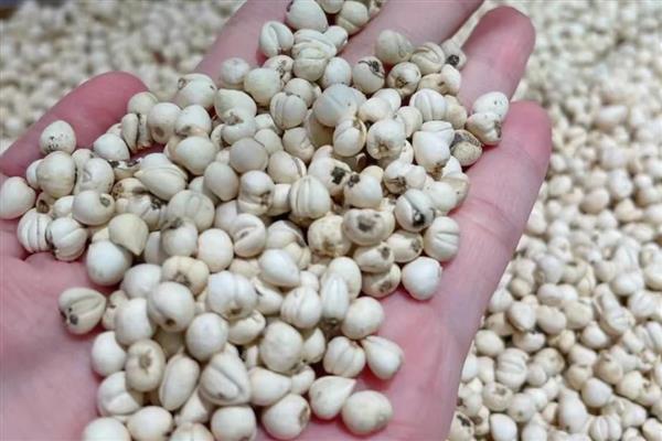 东北适合哪些药材，黄芪、人参、柴胡等品种值得选择