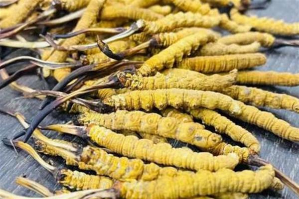 东北适合哪些药材，黄芪、人参、柴胡等品种值得选择