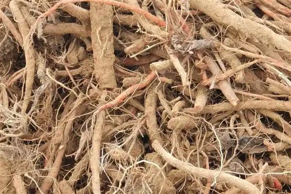 东北适合哪些药材，黄芪、人参、柴胡等品种值得选择