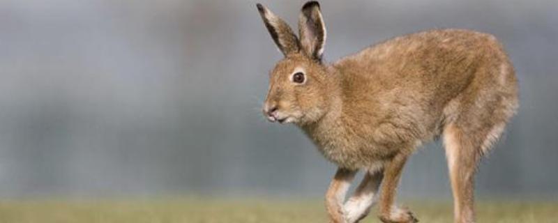 养殖野兔的利润，会受到数量的影响