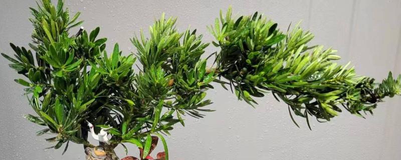 罗汉松在零下几度能冻死，零下7度就能冻死