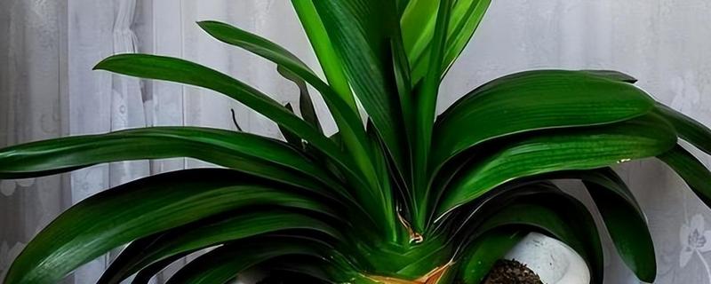 君子兰的根能不能种植，细心养护便可生长