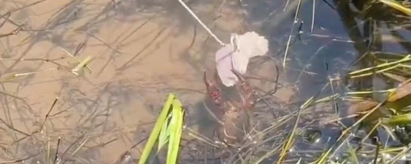 如何野钓小龙虾，把饵料绑在钓线上面再抛到钓点