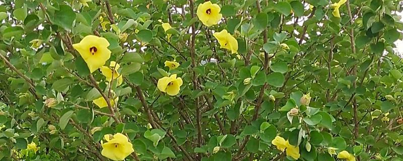 海滨木槿如何修剪，每年秋冬季落叶后进行修剪