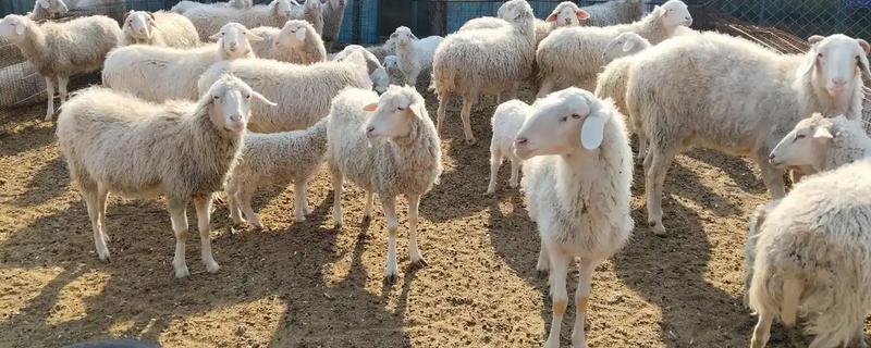 羊出肉率的计算方法，出肉率＝胴体/屠宰前活重×100%