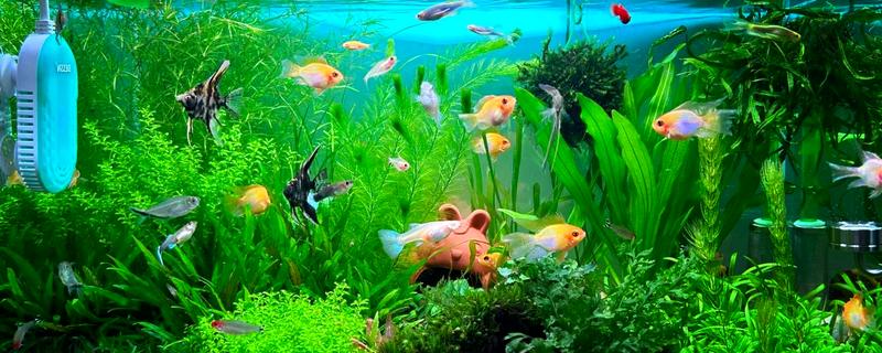 家里养鱼给鱼吃什么，可以给鱼吃鱼食