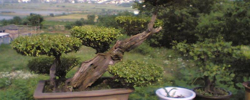 雀梅下山桩的养殖方法,温度控制在10-28℃