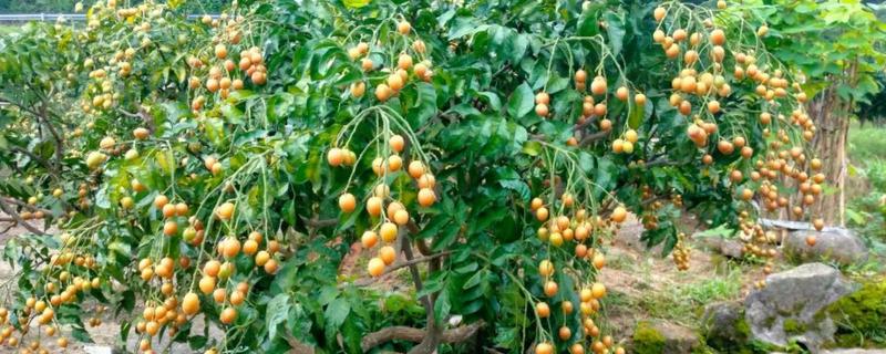 黄皮果树的嫁接时间,适合在4月份中旬进行