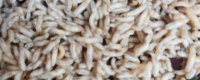 一斤蝇蛆的数量，总共有700只左右