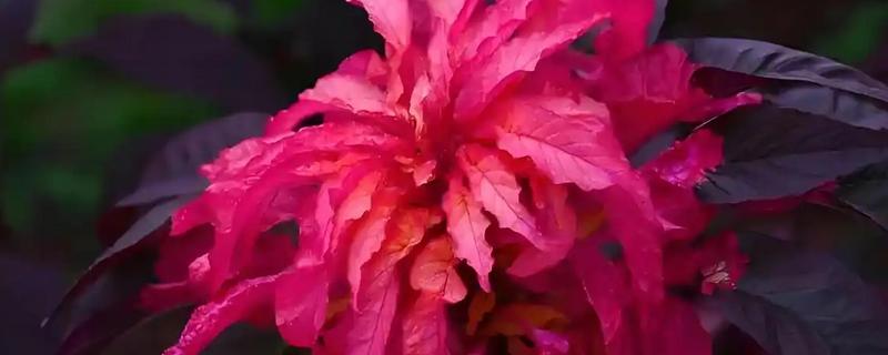 雁来红如何繁殖，可以播种或扦插