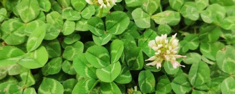 四叶草的寓意，寓意幸运、希望等