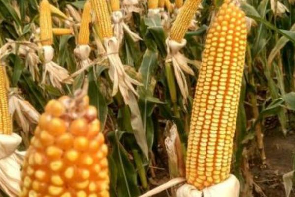 GD2188玉米种子特点，适宜播种期5月上旬～5月中旬