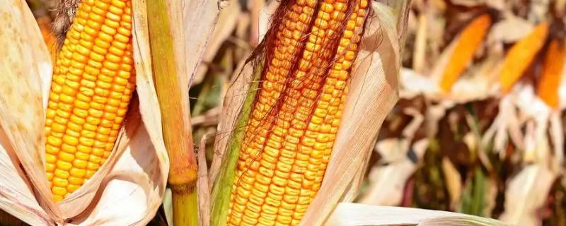 GD2188玉米种子特点，适宜播种期5月上旬～5月中旬