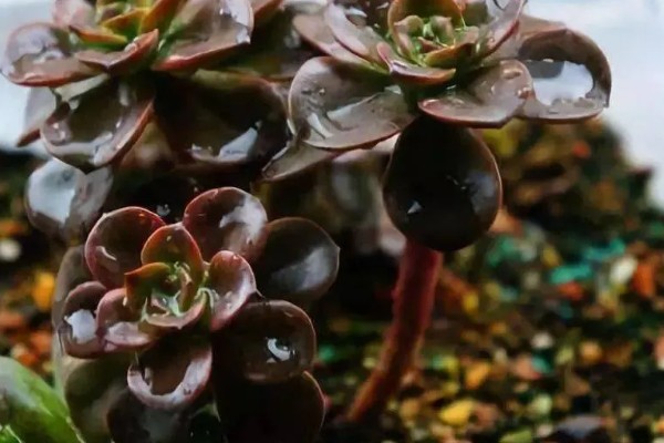 多肉夏季能不能淋雨，短时间内可以淋蒙蒙细雨
