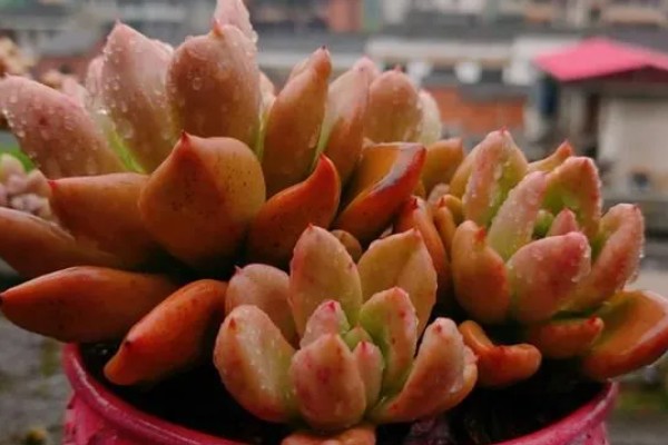 多肉夏季能不能淋雨，短时间内可以淋蒙蒙细雨