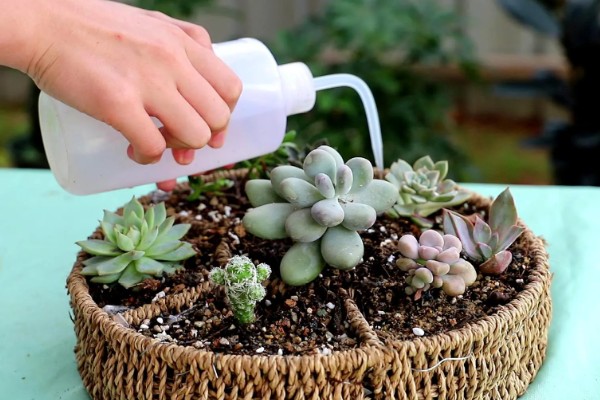 多肉夏季能不能淋雨，短时间内可以淋蒙蒙细雨