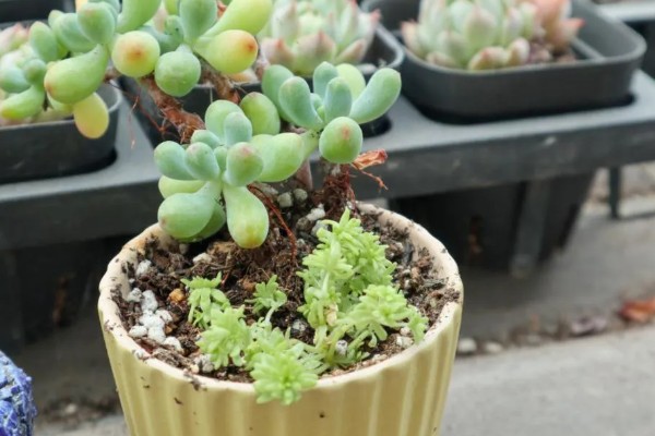 多肉夏季能不能淋雨，短时间内可以淋蒙蒙细雨