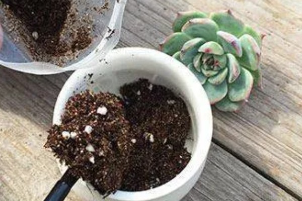 多肉夏季能不能淋雨，短时间内可以淋蒙蒙细雨
