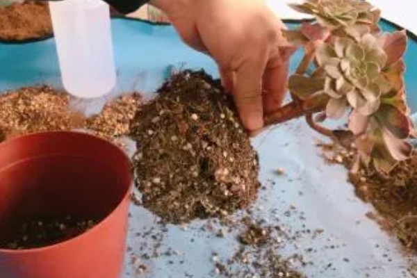 多肉夏季能不能淋雨，短时间内可以淋蒙蒙细雨