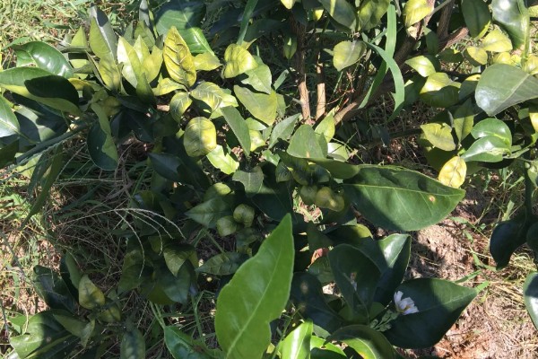 脐橙树叶发黄掉叶的原因,浇水、施肥和修剪不当都会造成