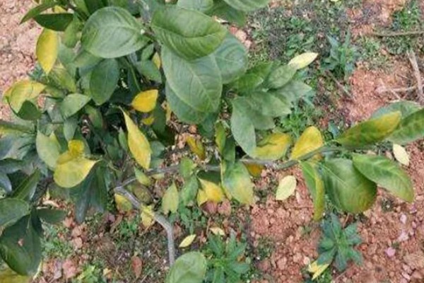 脐橙树叶发黄掉叶的原因,浇水、施肥和修剪不当都会造成