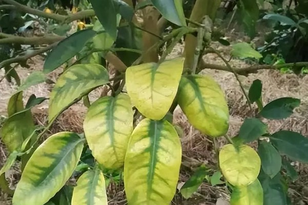 脐橙树叶发黄掉叶的原因,浇水、施肥和修剪不当都会造成