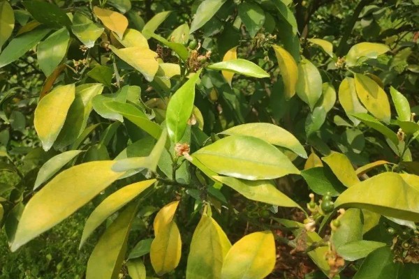 脐橙树叶发黄掉叶的原因,浇水、施肥和修剪不当都会造成