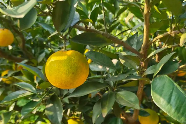 脐橙树叶发黄掉叶的原因,浇水、施肥和修剪不当都会造成