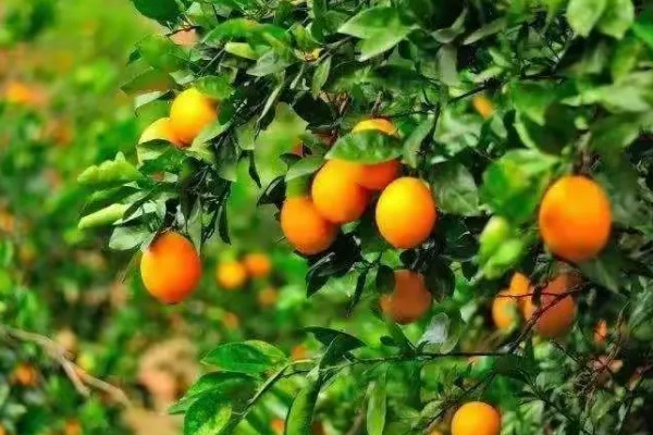 脐橙树叶发黄掉叶的原因,浇水、施肥和修剪不当都会造成