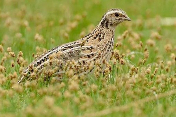 鹌鹑飞走了会不会回来，人工繁育的鹌鹑一般会失去归巢能力