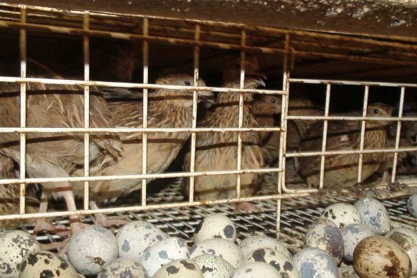 鹌鹑飞走了会不会回来，人工繁育的鹌鹑一般会失去归巢能力