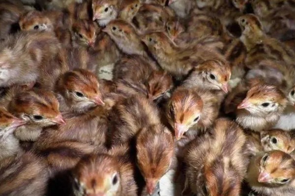 鹌鹑飞走了会不会回来，人工繁育的鹌鹑一般会失去归巢能力