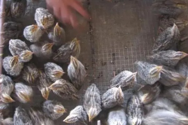 鹌鹑飞走了会不会回来，人工繁育的鹌鹑一般会失去归巢能力