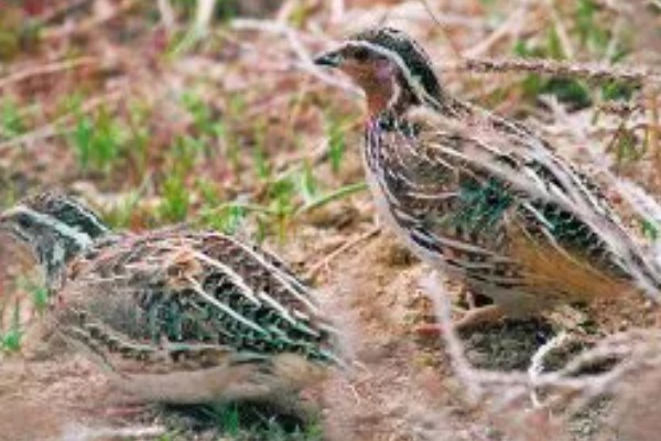 鹌鹑飞走了会不会回来，人工繁育的鹌鹑一般会失去归巢能力