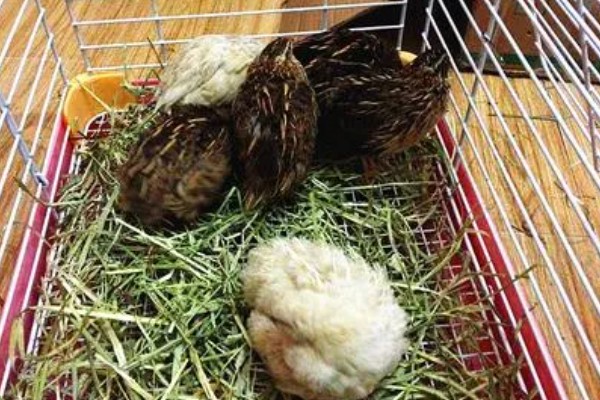 鹌鹑飞走了会不会回来，人工繁育的鹌鹑一般会失去归巢能力