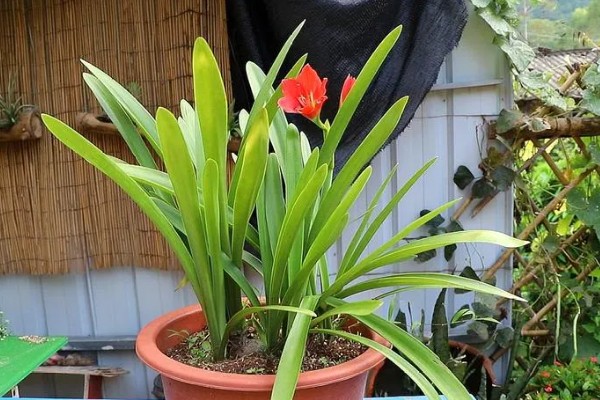 朱顶红断水休眠时间，从11月份开始休眠