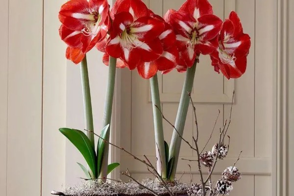 朱顶红断水休眠时间，从11月份开始休眠