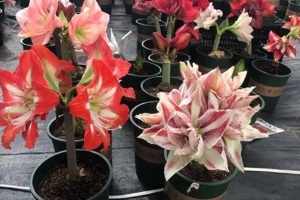 朱顶红断水休眠时间，从11月份开始休眠