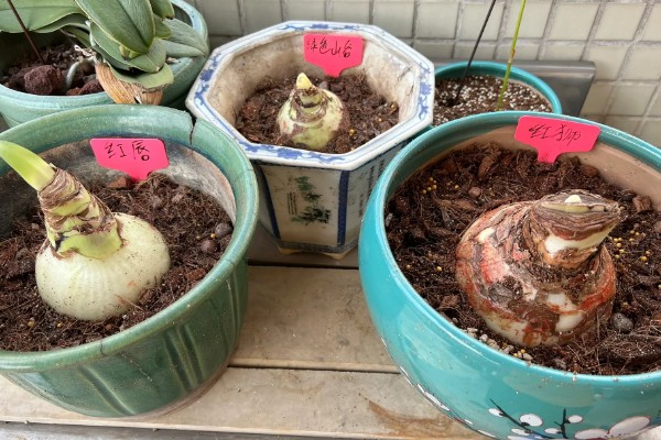 朱顶红断水休眠时间，从11月份开始休眠