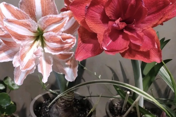 朱顶红断水休眠时间，从11月份开始休眠