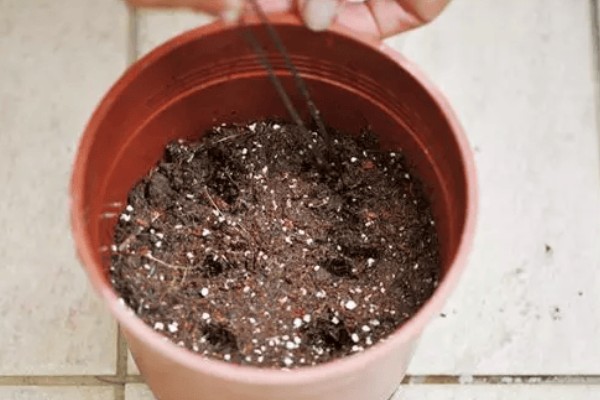 朱顶红断水休眠时间，从11月份开始休眠