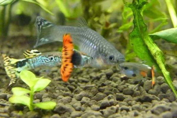 混养孔雀鱼要注意什么，混养品种的习性、体型等方面需接近孔雀鱼