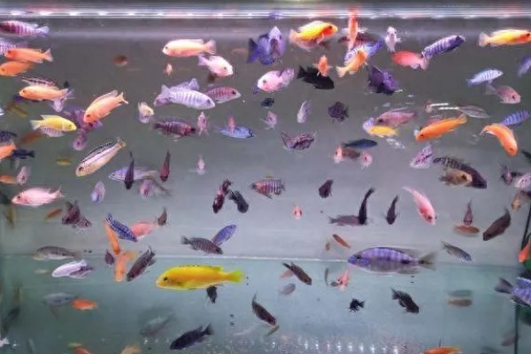 混养孔雀鱼要注意什么，混养品种的习性、体型等方面需接近孔雀鱼