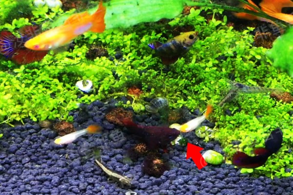 混养孔雀鱼要注意什么，混养品种的习性、体型等方面需接近孔雀鱼